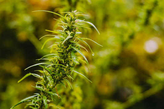 Legal Cannabis auf dem Balkon anbauen: Ein Outdoor-Guide für Deutschland