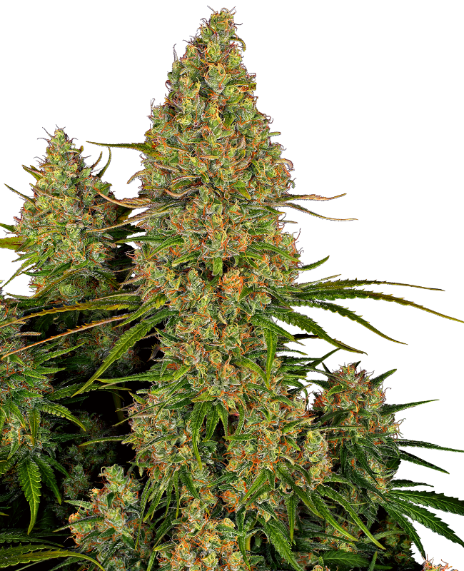 SensiSeeds Sticky Orange XXL Automatic Hanfsamen