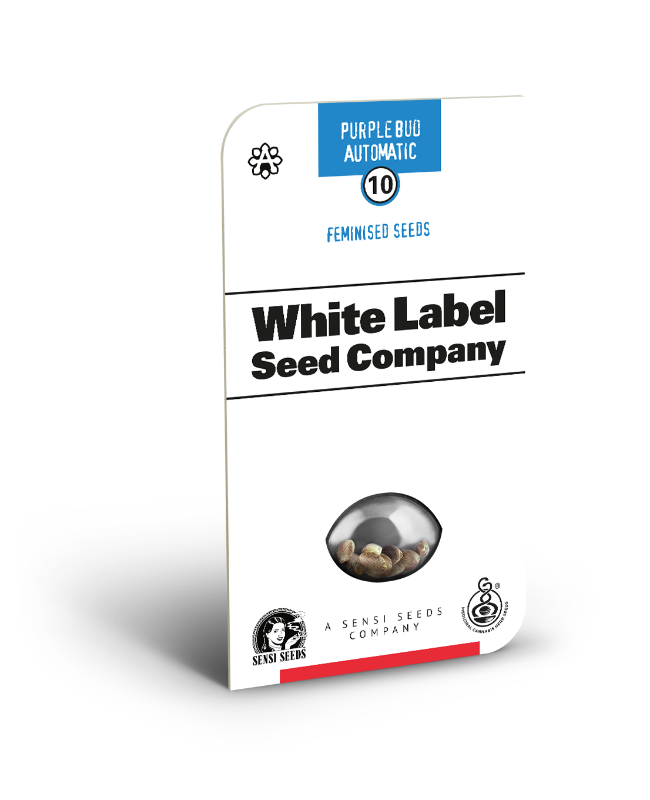 White Label Purple Bud Automatic Hanfsamen