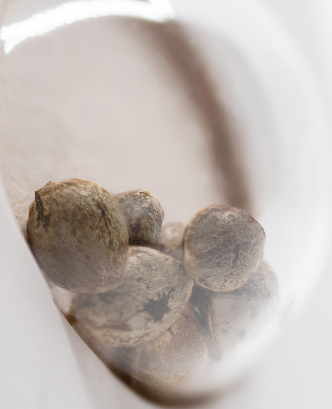 White Label Purple Bud Automatic Hanfsamen