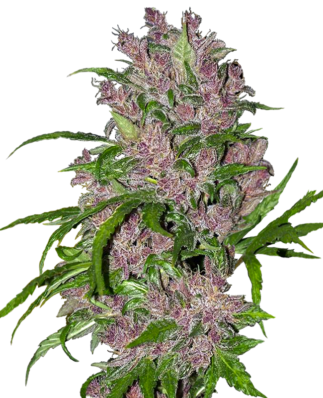 White Label Purple Bud Automatic Hanfsamen