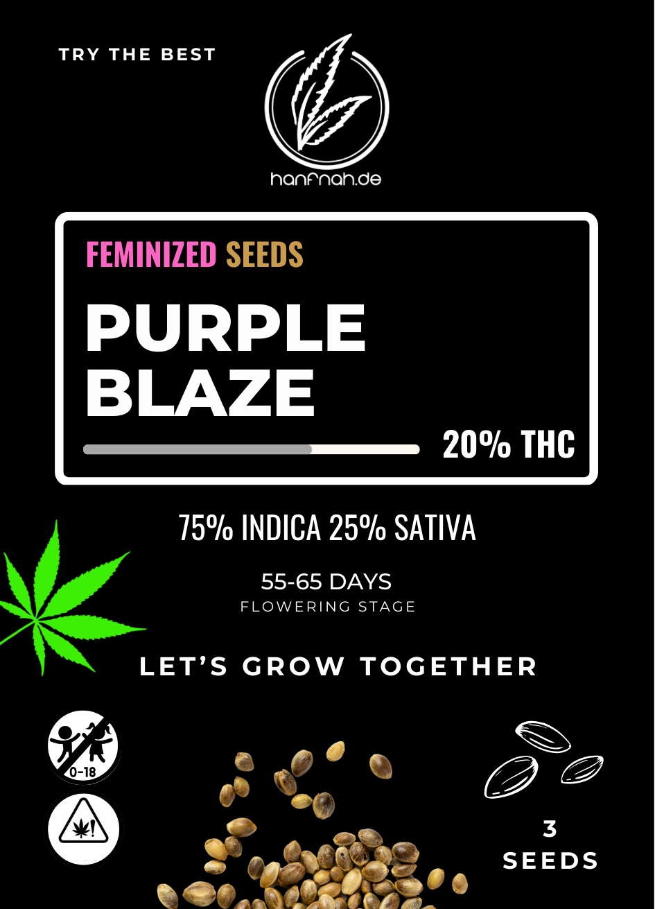 hanfnah PURPLE BLAZE Feminisierte Cannabis Samen
