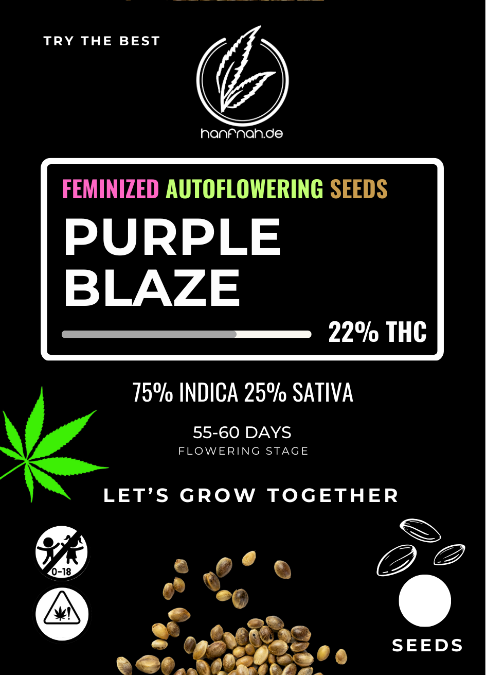 hanfnah PURPLE BLAZE Automatic Cannabis Samen