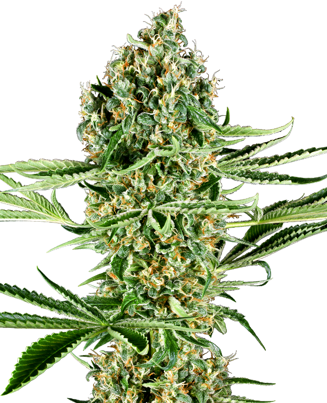 SensiSeeds Critical Runtz Feminisierte Hanfsamen