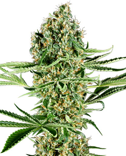 SensiSeeds Critical Runtz Feminisierte Hanfsamen