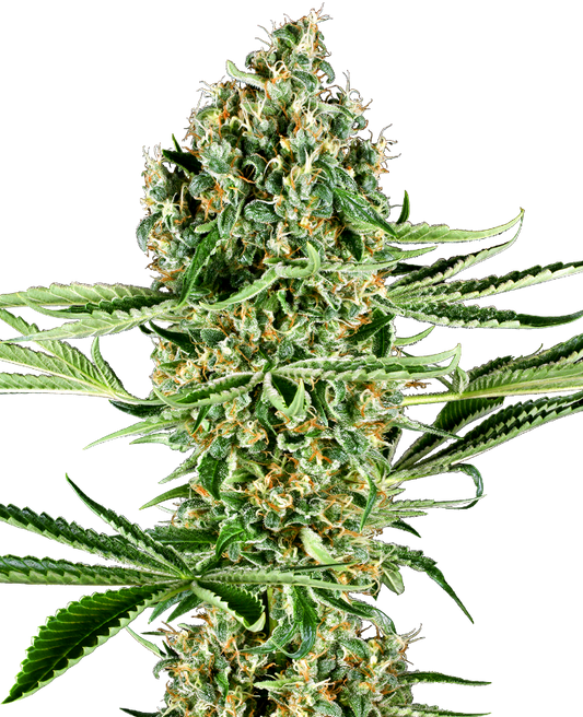 SensiSeeds Critical Runtz Feminisierte Hanfsamen