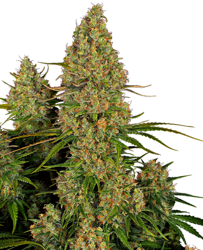 SensiSeeds Sticky Orange XXL Automatic Hanfsamen