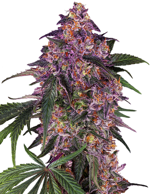 SensiSeeds Sensi Purple Kush Feminisierte Hanfsamen