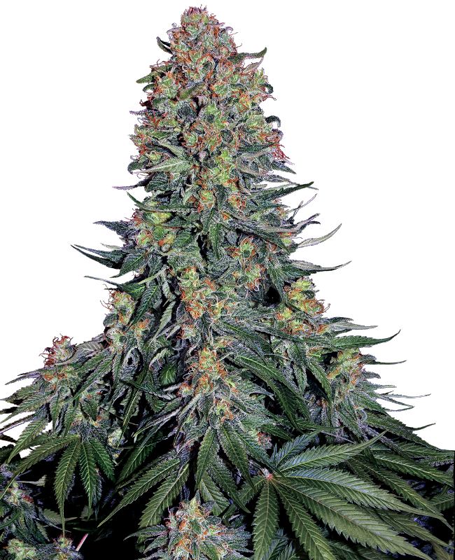 SensiSeeds Blue Skunk Feminisierte Hanfsamen