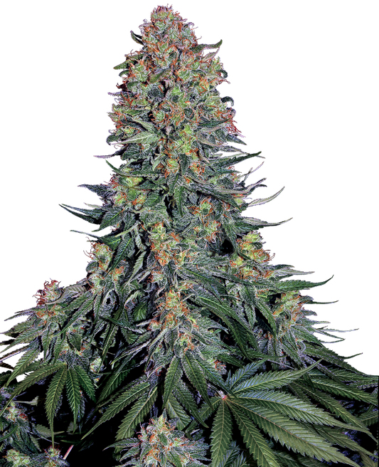 SensiSeeds Blue Skunk Feminisierte Hanfsamen