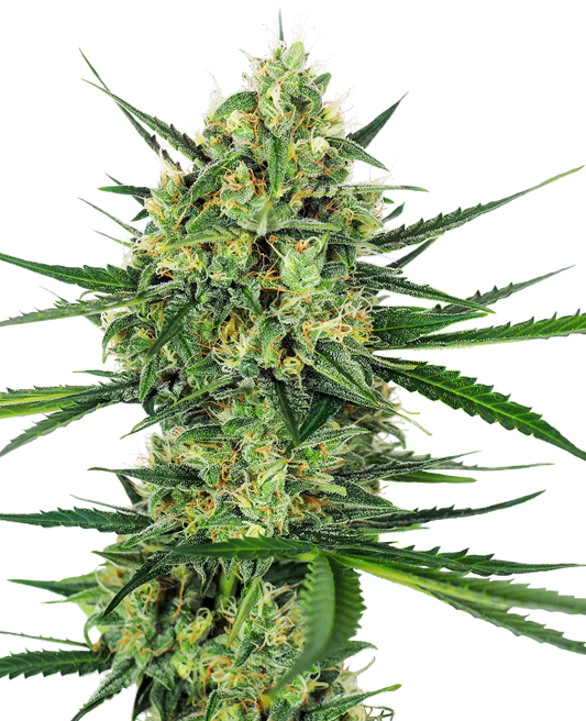 SensiSeeds Tangerine Sugar Feminisierte Hanfsamen