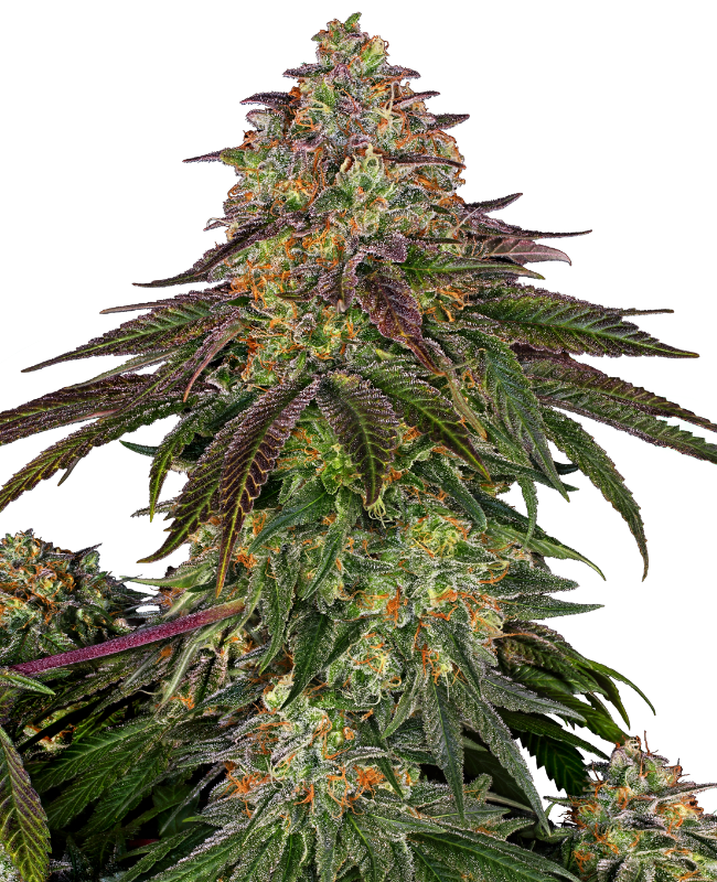 SensiSeeds Sweet Cherry Kush Feminisierte Hanfsamen