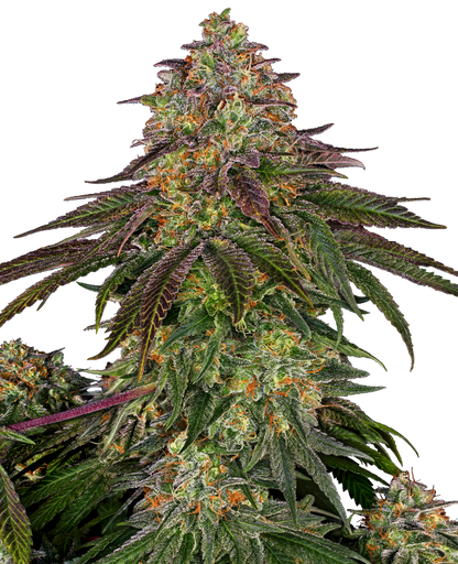 SensiSeeds Sweet Cherry Kush Feminisierte Hanfsamen