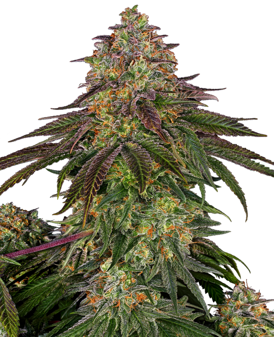 SensiSeeds Sweet Cherry Kush Feminisierte Hanfsamen