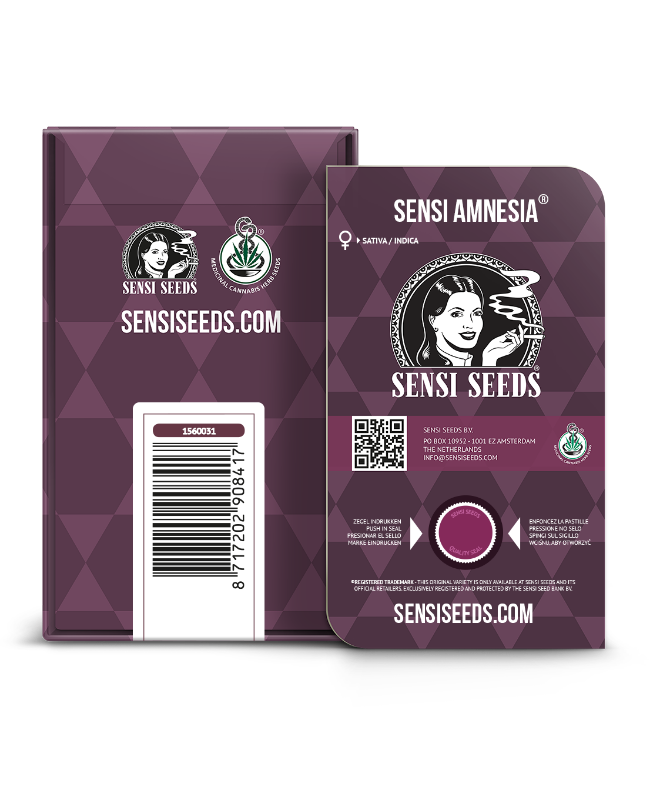 SensiSeeds Sensi Amnesia Feminisierte Hanfsamen