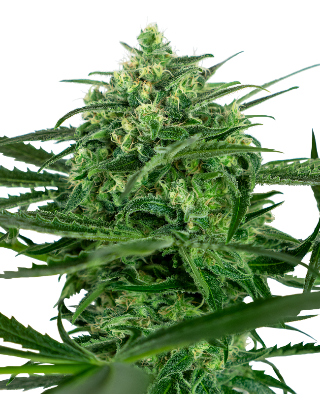 SensiSeeds Sensi Amnesia Feminisierte Hanfsamen