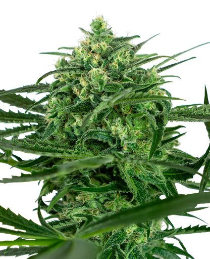 SensiSeeds Sensi Amnesia Feminisierte Hanfsamen