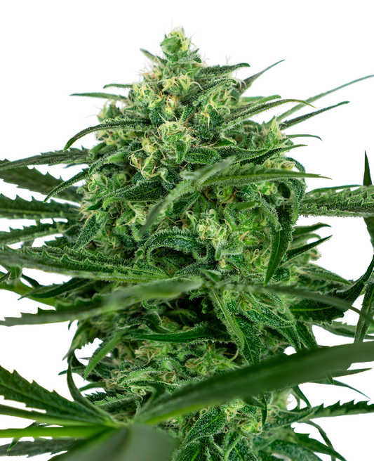 SensiSeeds Sensi Amnesia Feminisierte Hanfsamen