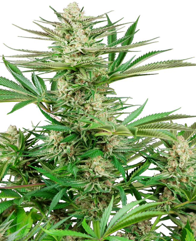 SensiSeeds Malibu OG Gold Feminisierte Hanfsamen