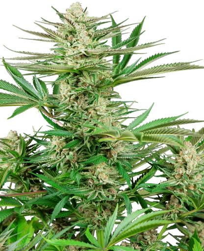 SensiSeeds Malibu OG Gold Feminisierte Hanfsamen