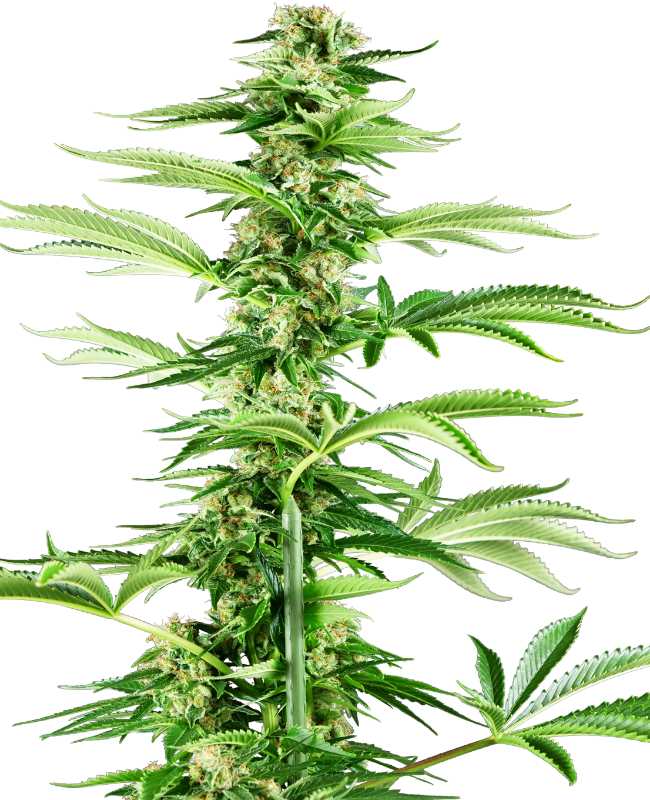 SensiSeeds Honey Melon Haze Feminisierte Hanfsamen