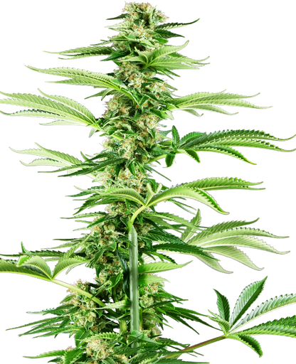 SensiSeeds Honey Melon Haze Feminisierte Hanfsamen