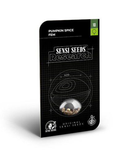 SensiSeeds Pumpkin Spice Feminisierte Hanfsamen