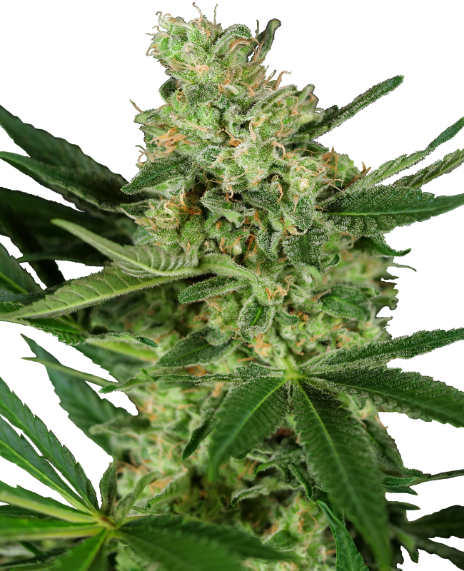 SensiSeeds Pumpkin Spice Feminisierte Hanfsamen