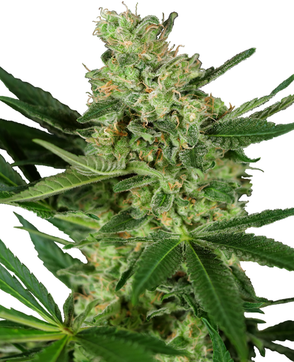 SensiSeeds Pumpkin Spice Feminisierte Hanfsamen