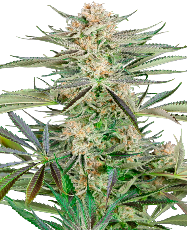 SensiSeeds Screwdriver OG Feminisierte Hanfsamen