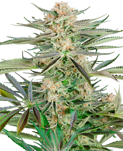 SensiSeeds Screwdriver OG Feminisierte Hanfsamen