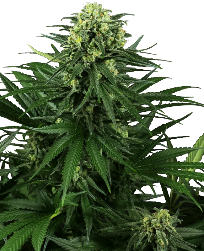 SensiSeeds Honey Melon Kush Feminisierte Hanfsamen