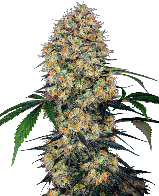 SensiSeeds Sensi Amnesia XXL Automatic Hanfsamen