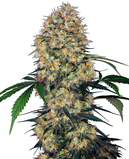 SensiSeeds Sensi Amnesia XXL Automatic Hanfsamen