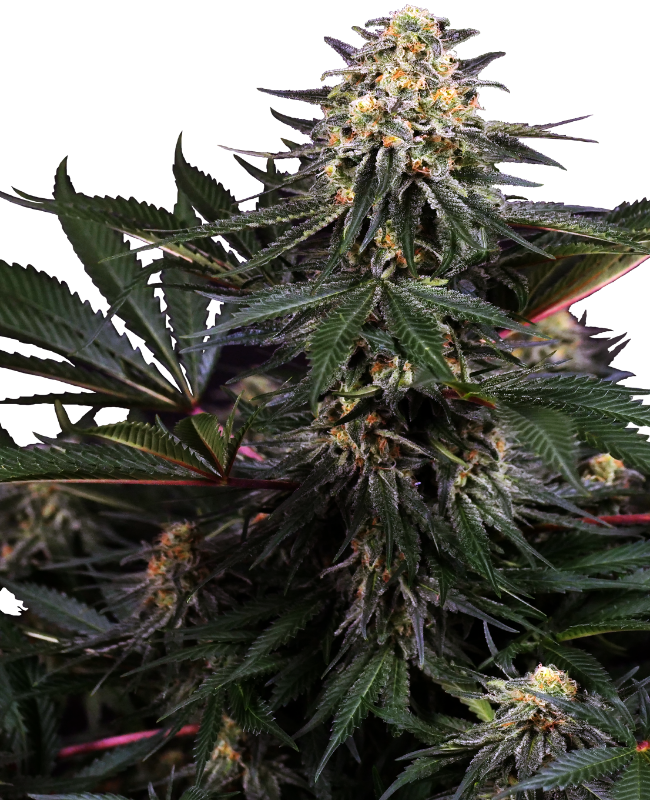 SensiSeeds Lockdown Kush Feminisierte Hanfsamen