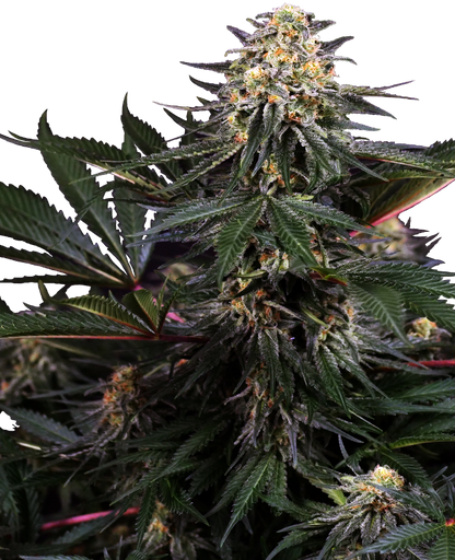 SensiSeeds Lockdown Kush Feminisierte Hanfsamen