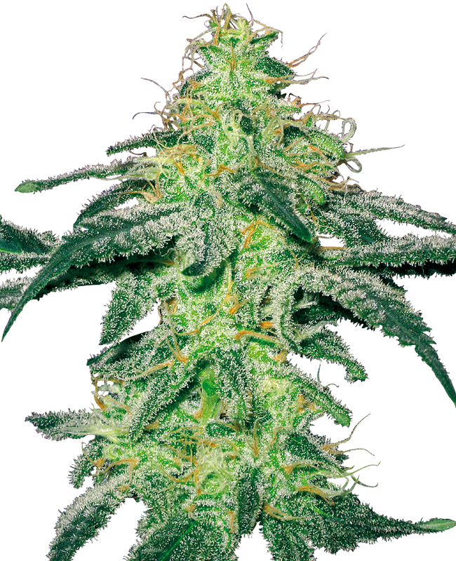 White Label White Skunk Feminisierte Hanfsamen