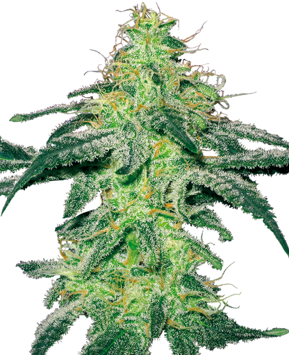 White Label White Skunk Feminisierte Hanfsamen