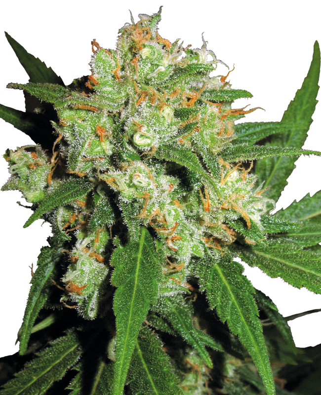 SensiSeeds Sensi Skunk Feminisierte Hanfsamen