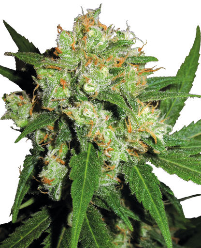 SensiSeeds Sensi Skunk Feminisierte Hanfsamen