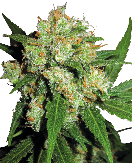 SensiSeeds Sensi Skunk Feminisierte Hanfsamen