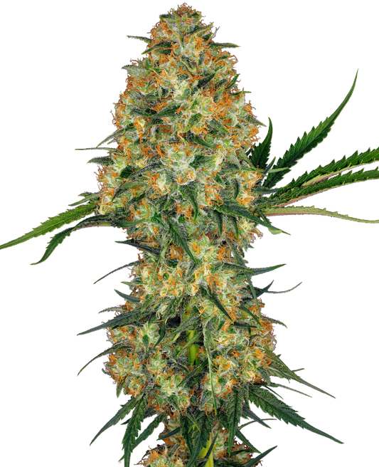 SensiSeeds Hindu Kush Feminisierte Hanfsamen