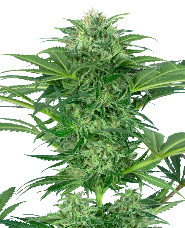 SensiSeeds Skunk Dream CBD Feminisierte Hanfsamen