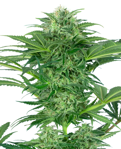 SensiSeeds Skunk Dream CBD Feminisierte Hanfsamen