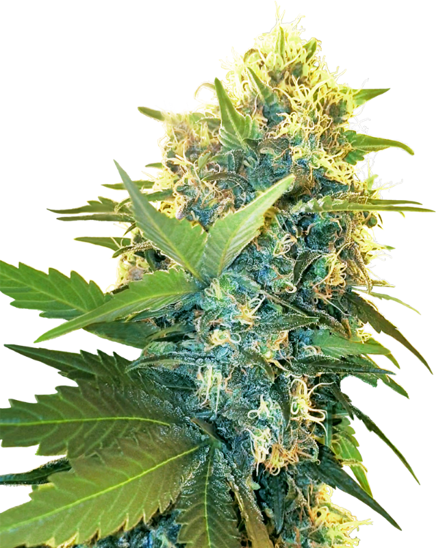 SensiSeeds Double Kush Cake Feminisierte Hanfsamen