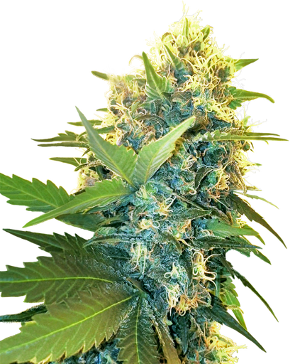 SensiSeeds Double Kush Cake Feminisierte Hanfsamen