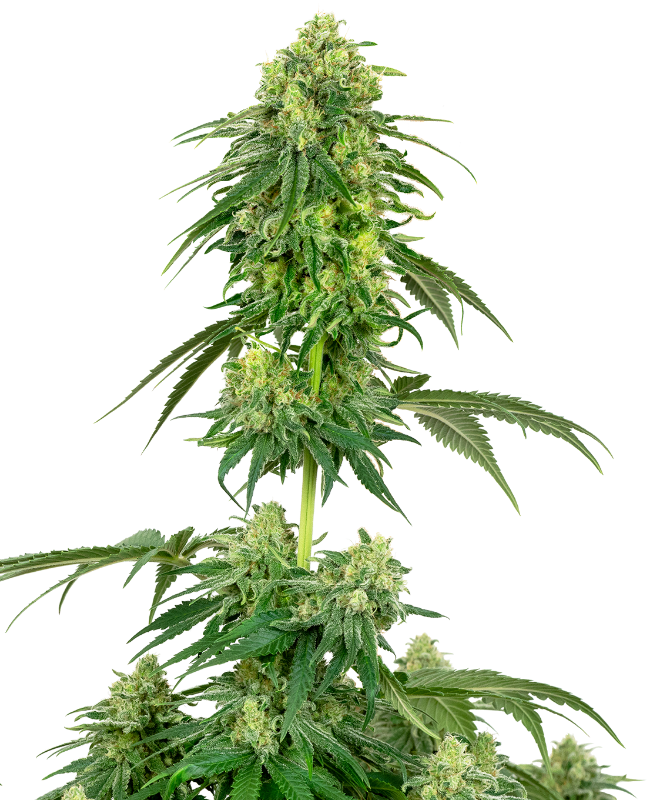 White Label Strawberry Kush Feminisierte Hanfsamen