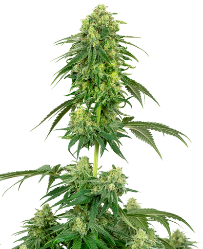 White Label Strawberry Kush Feminisierte Hanfsamen