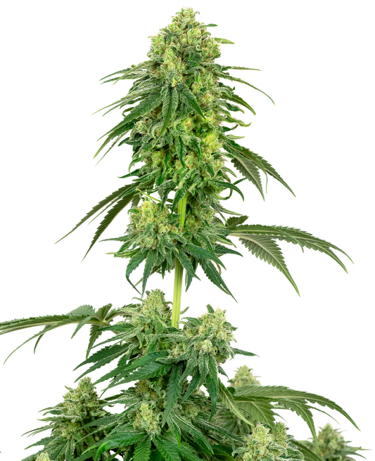 White Label Strawberry Kush Feminisierte Hanfsamen