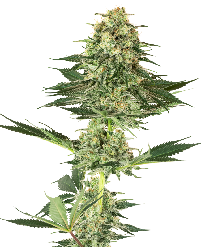 White Label Banana Kush Feminisierte Hanfsamen